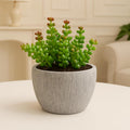DailyAlley Artificial Jade Plant - A realistic, long-lasting faux green plant with a decorative pot, perfect for home, office, or living room decor. Dailyalley